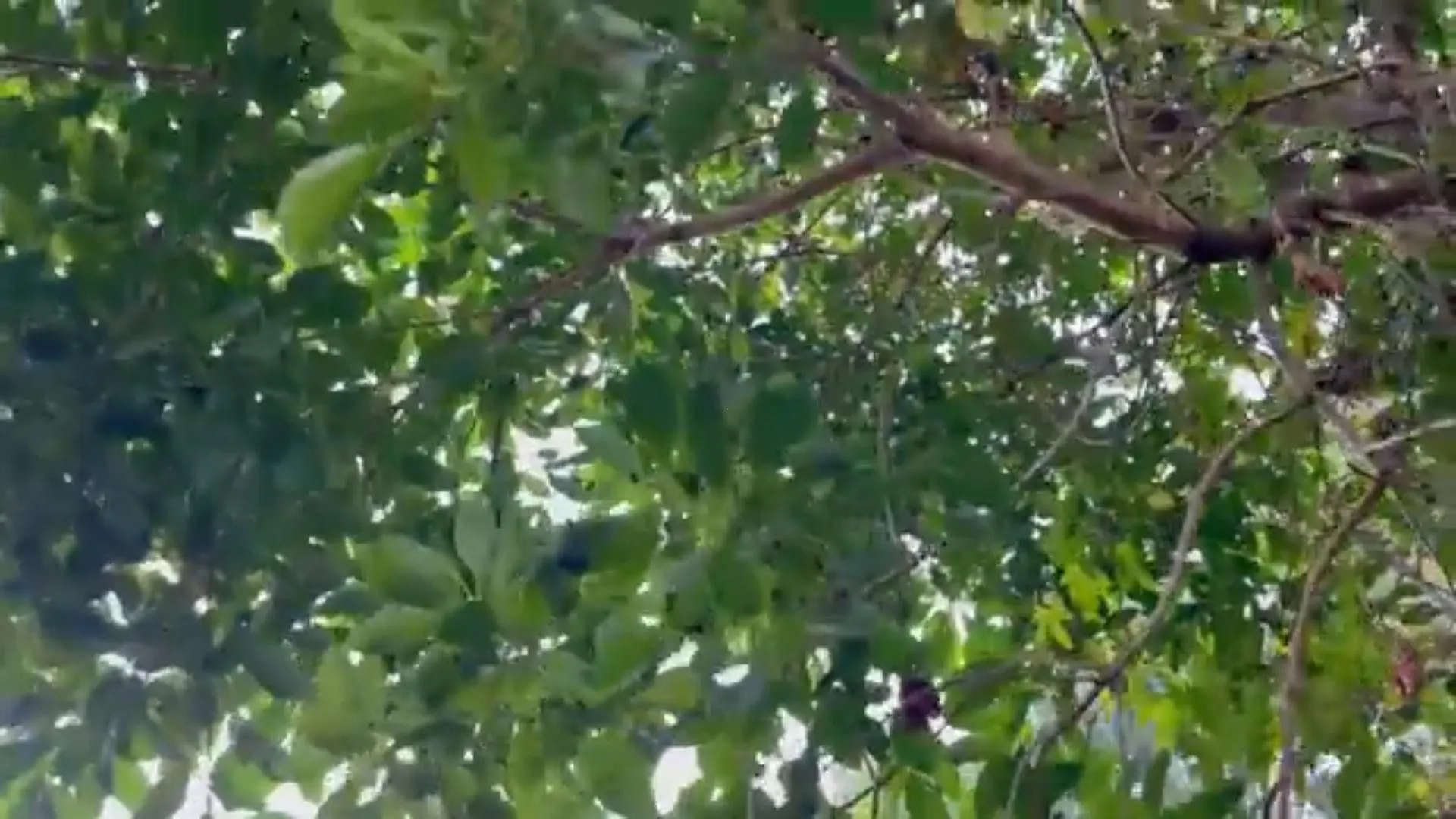 Chácara à venda de 5 ha em Caraá, RS, Brasil