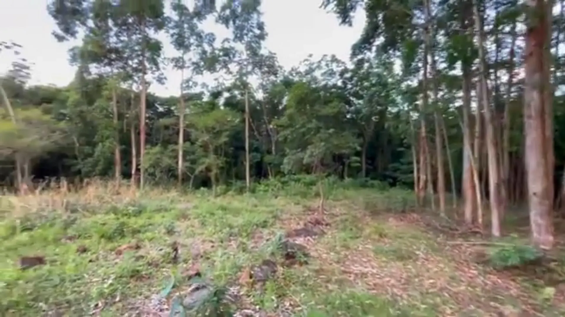 Chácara à venda de 5 ha em Caraá, RS, Brasil