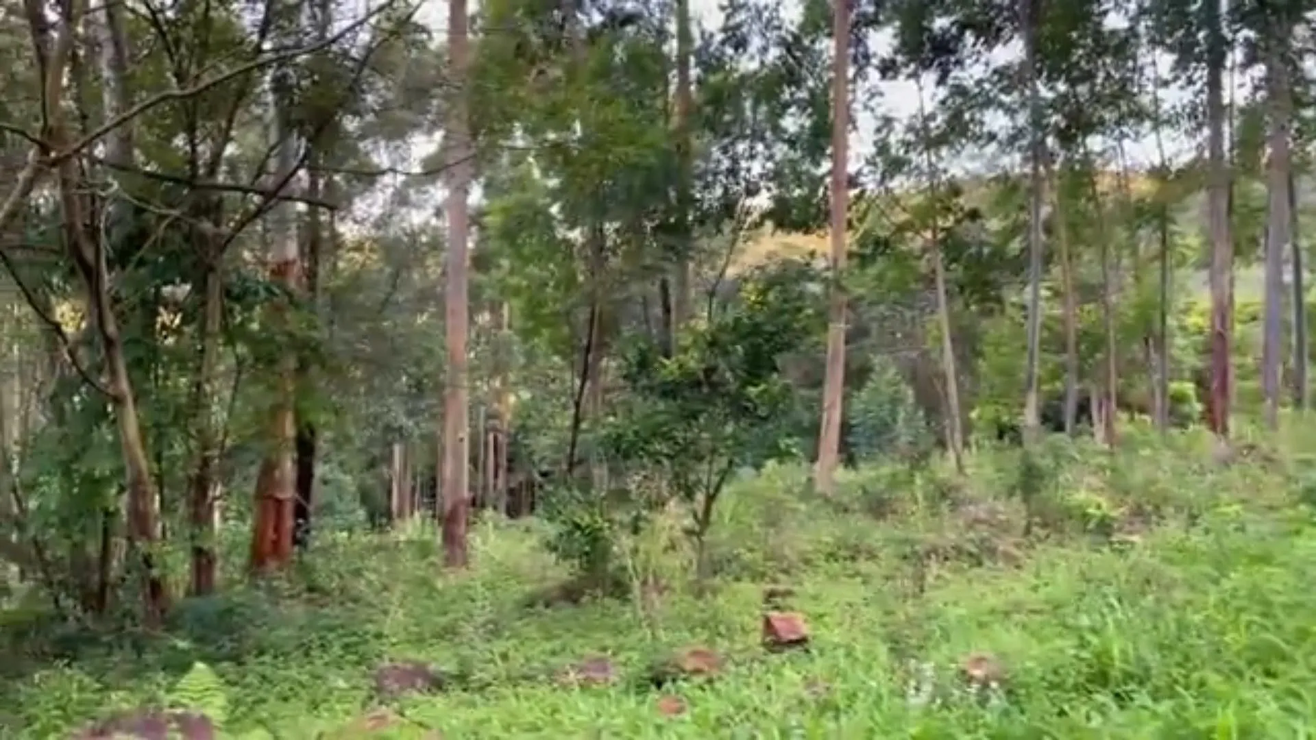 Chácara à venda de 5 ha em Caraá, RS, Brasil