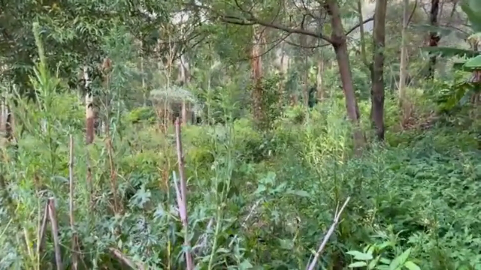 Chácara à venda de 5 ha em Caraá, RS, Brasil
