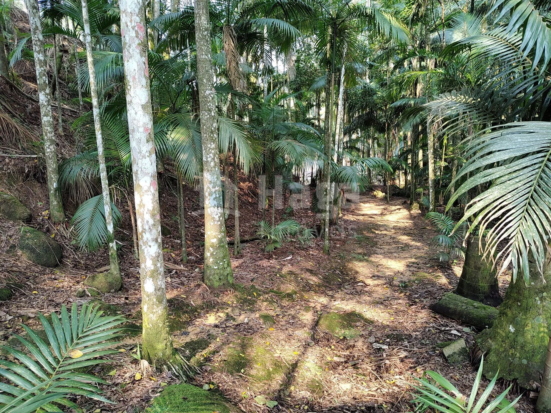 Fazenda à venda de 6.600 m² em Guabiruba, SC, Brasil