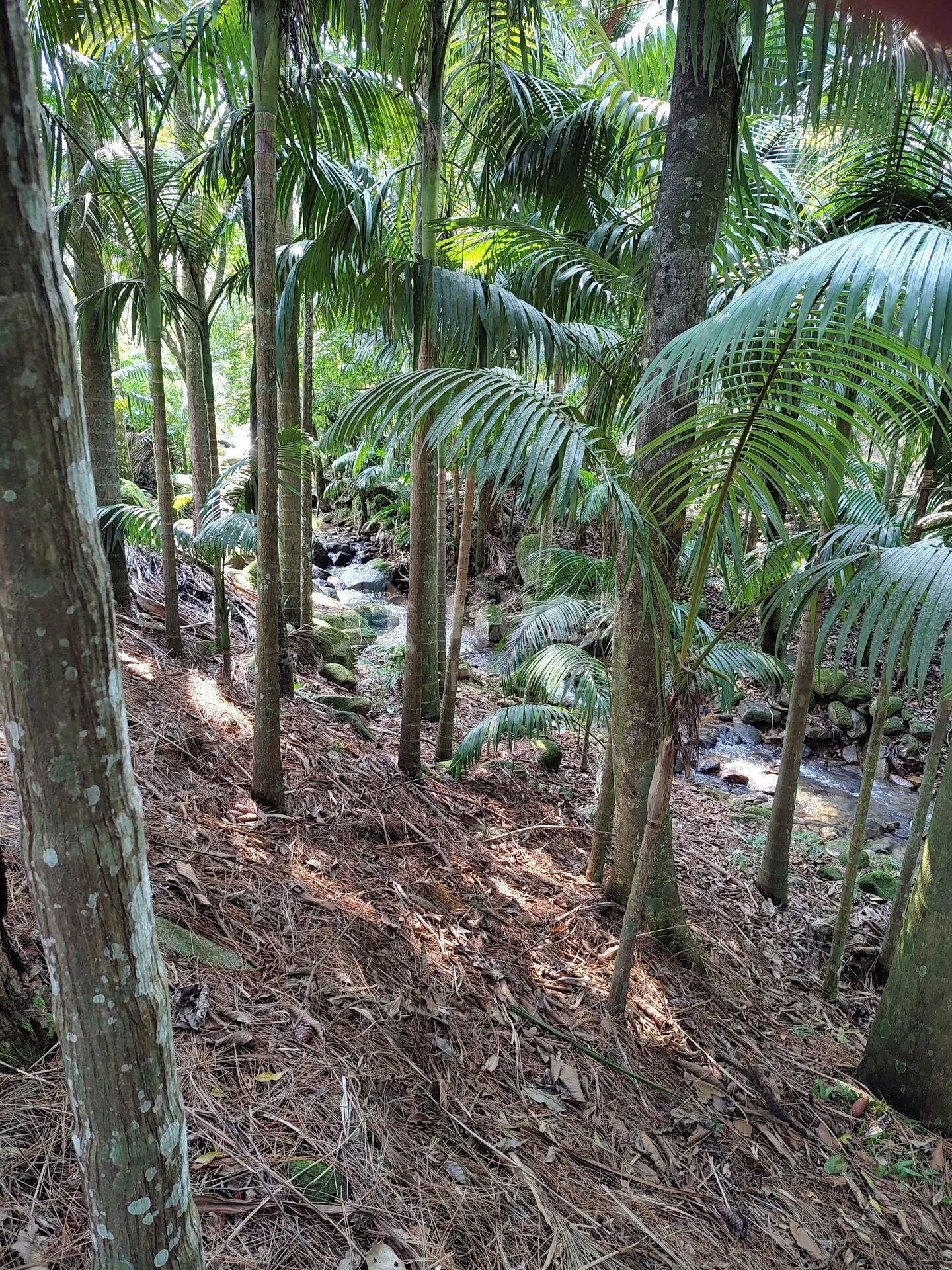 Fazenda à venda de 6.600 m² em Guabiruba, SC, Brasil