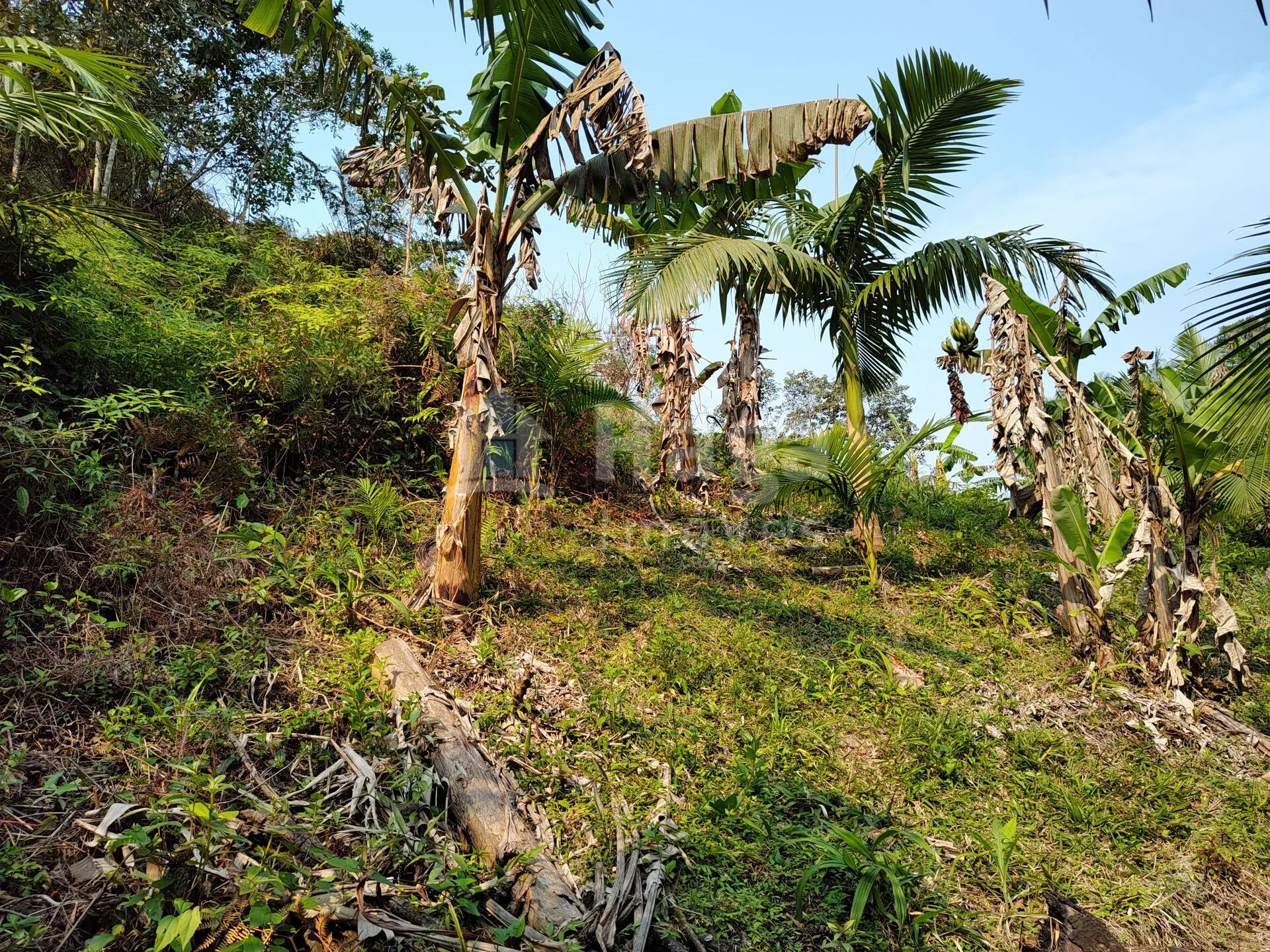 Fazenda à venda de 6.600 m² em Guabiruba, SC, Brasil