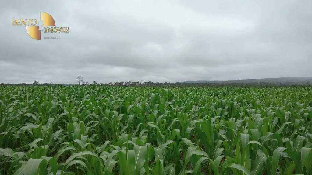 Fazenda à venda e para Arrendar de 3.025 ha em Nova Monte Verde, MT, Brasil