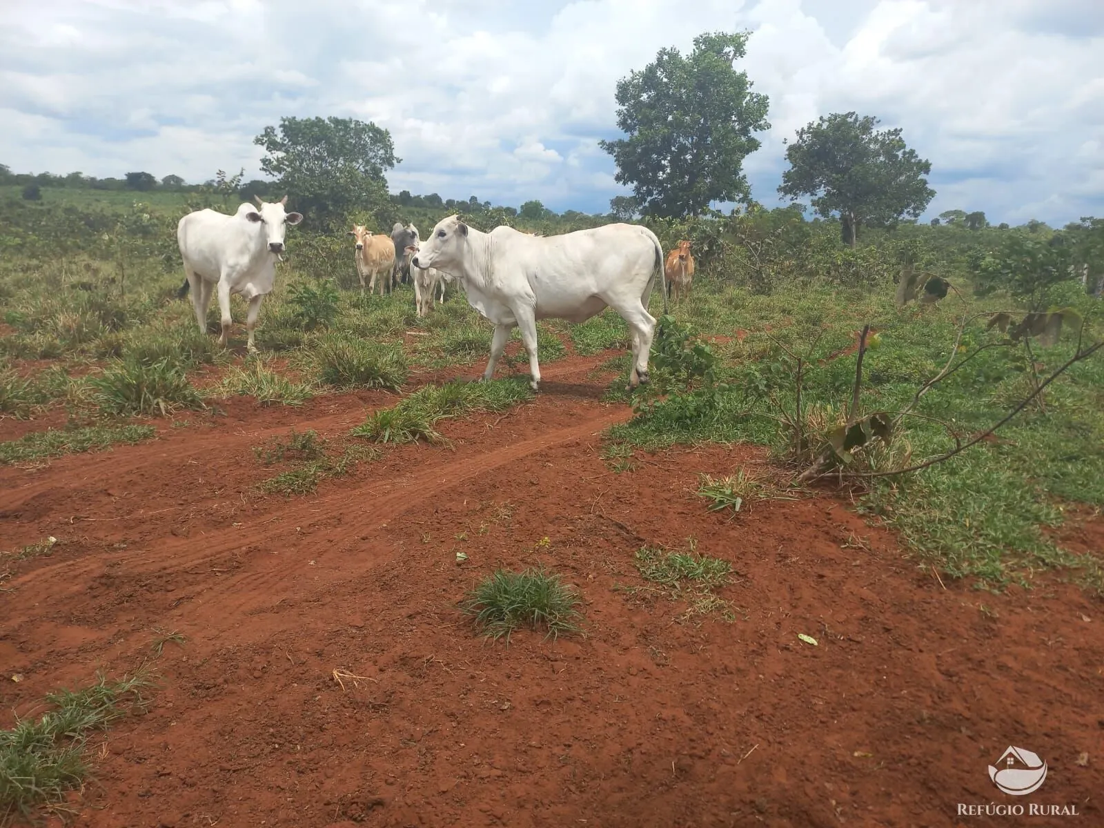 Fazenda à venda de 279 ha em Figueirão, MS, Brasil