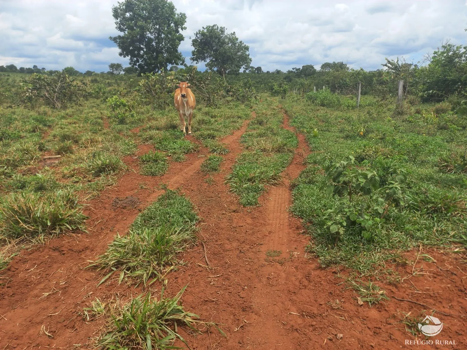 Fazenda à venda de 279 ha em Figueirão, MS, Brasil