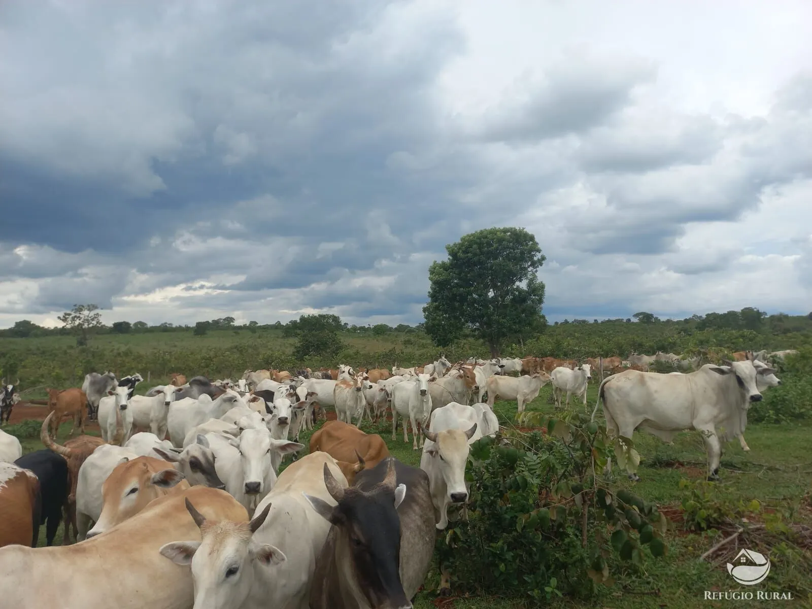Fazenda à venda de 279 ha em Figueirão, MS, Brasil