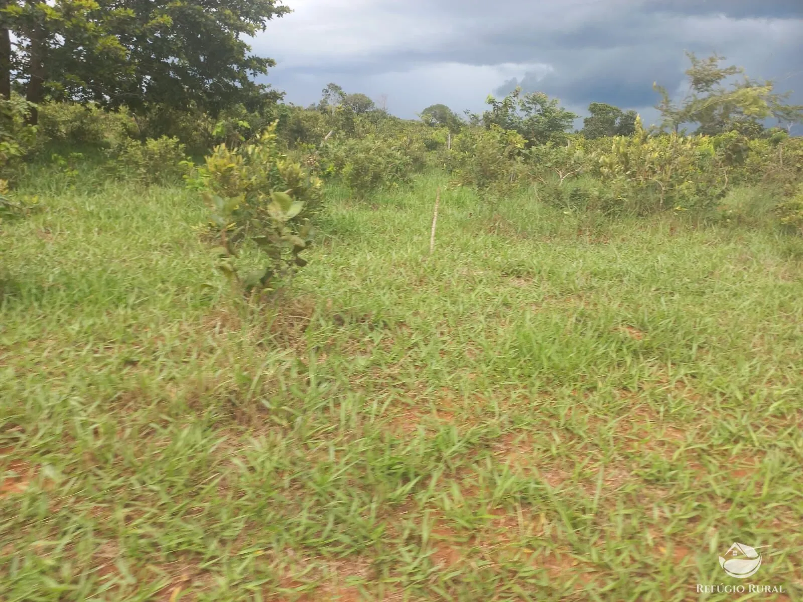 Fazenda à venda de 279 ha em Figueirão, MS, Brasil