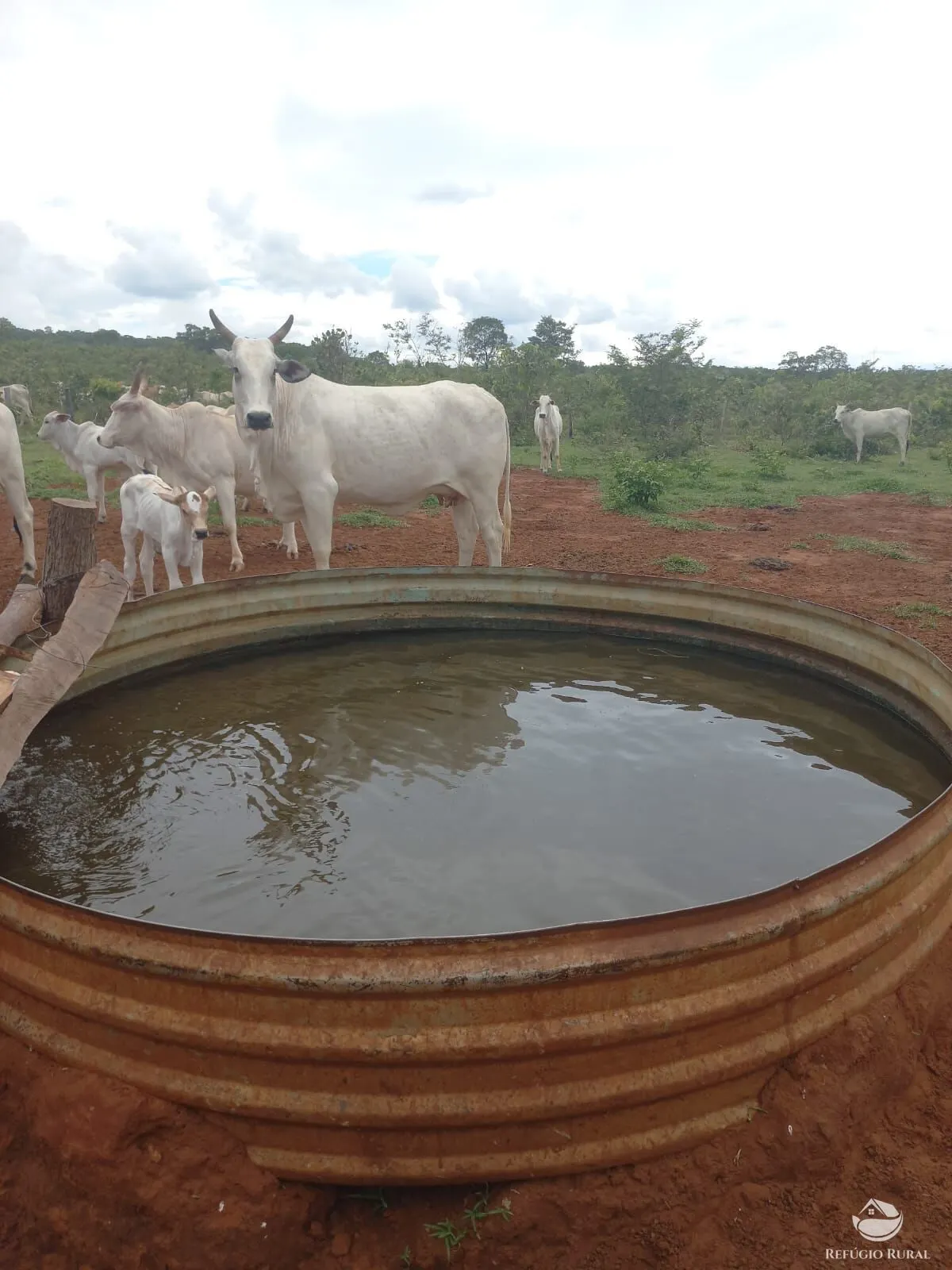 Fazenda à venda de 279 ha em Figueirão, MS, Brasil