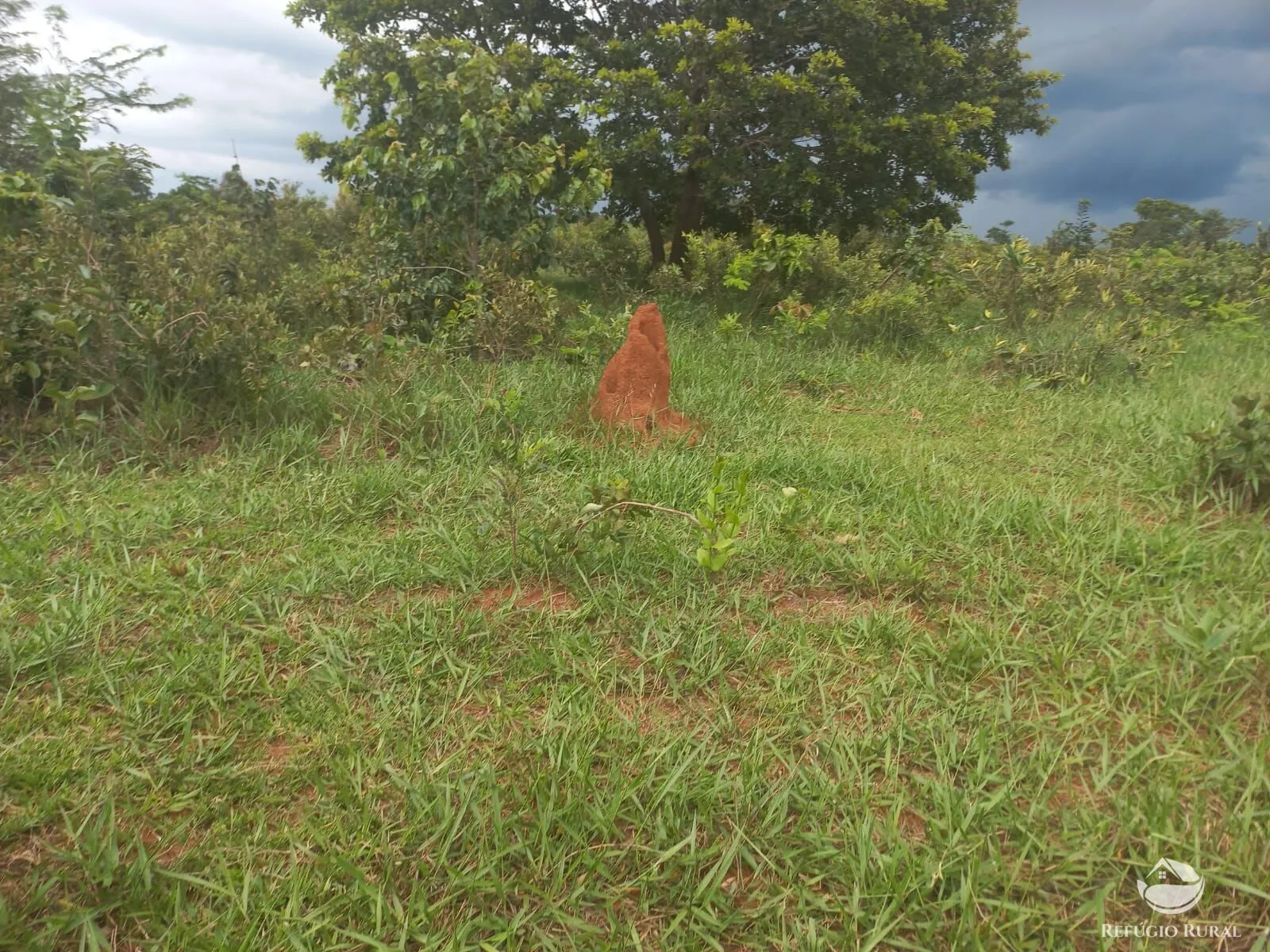 Fazenda à venda de 279 ha em Figueirão, MS, Brasil