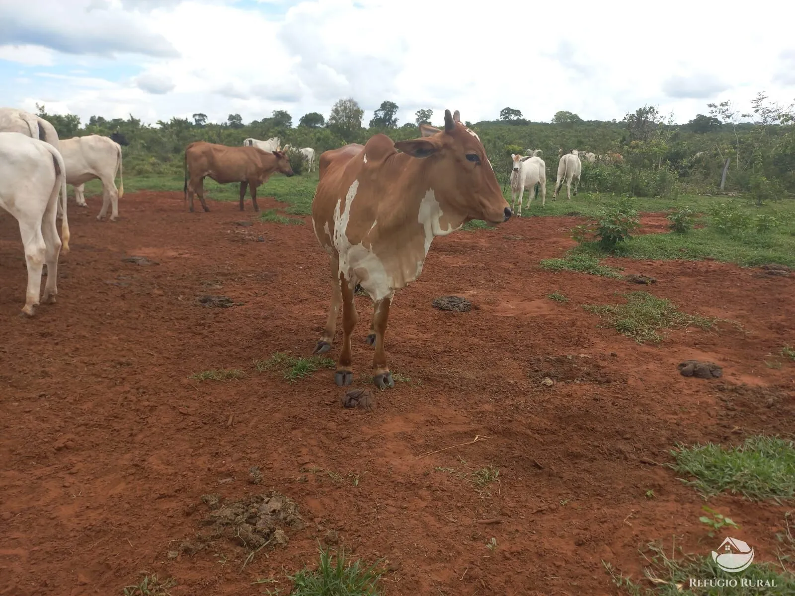 Fazenda à venda de 279 ha em Figueirão, MS, Brasil