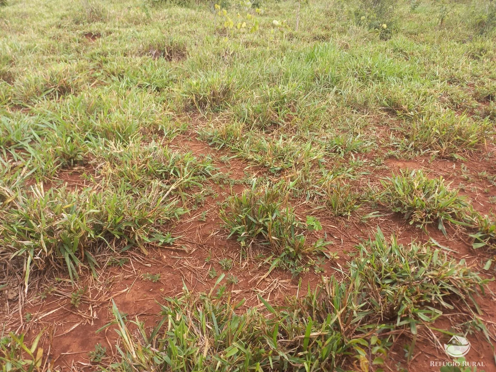 Fazenda à venda de 279 ha em Figueirão, MS, Brasil