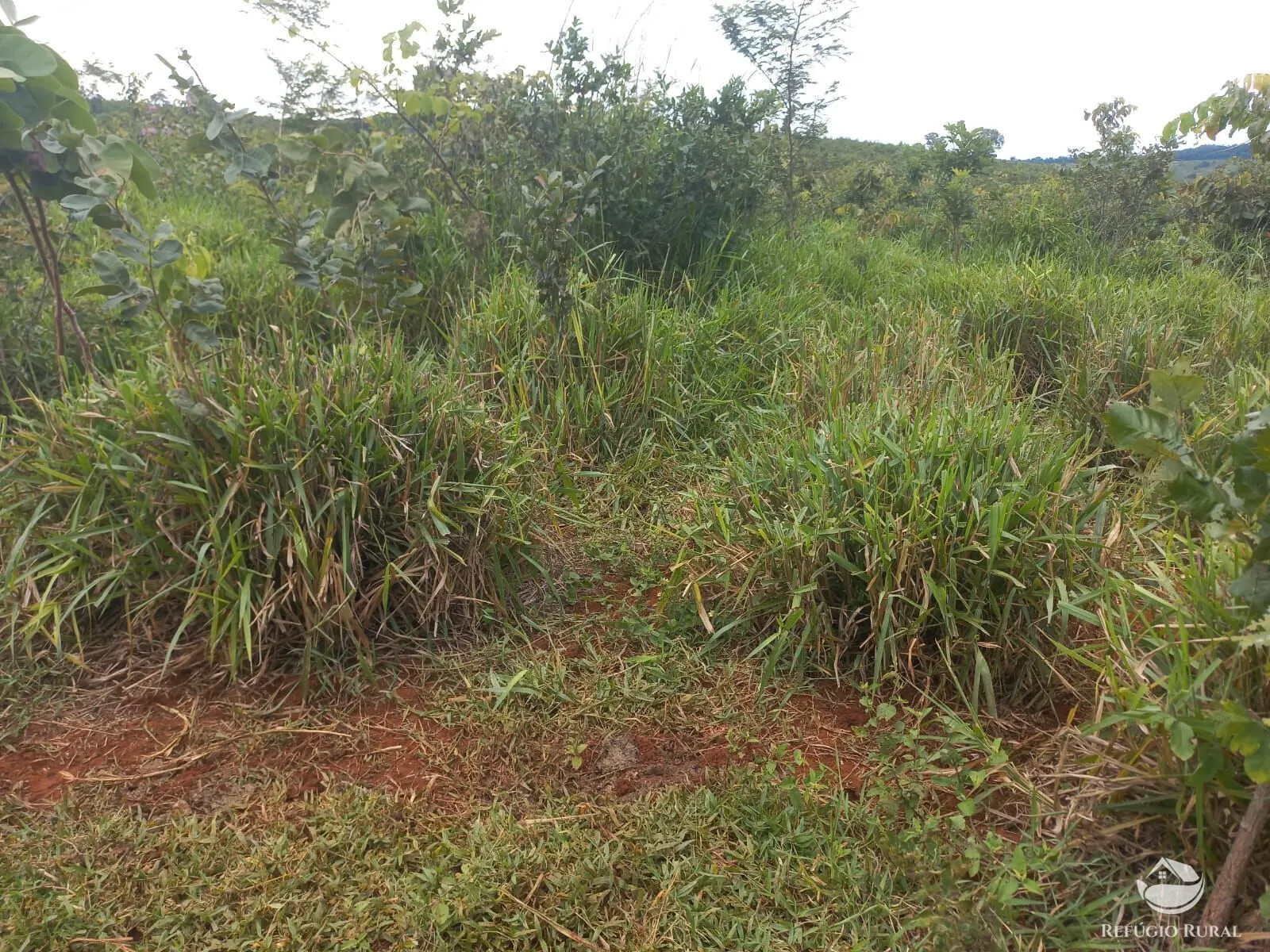 Fazenda à venda de 279 ha em Figueirão, MS, Brasil