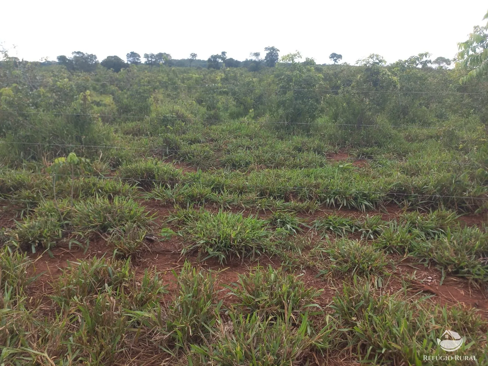 Fazenda à venda de 279 ha em Figueirão, MS, Brasil