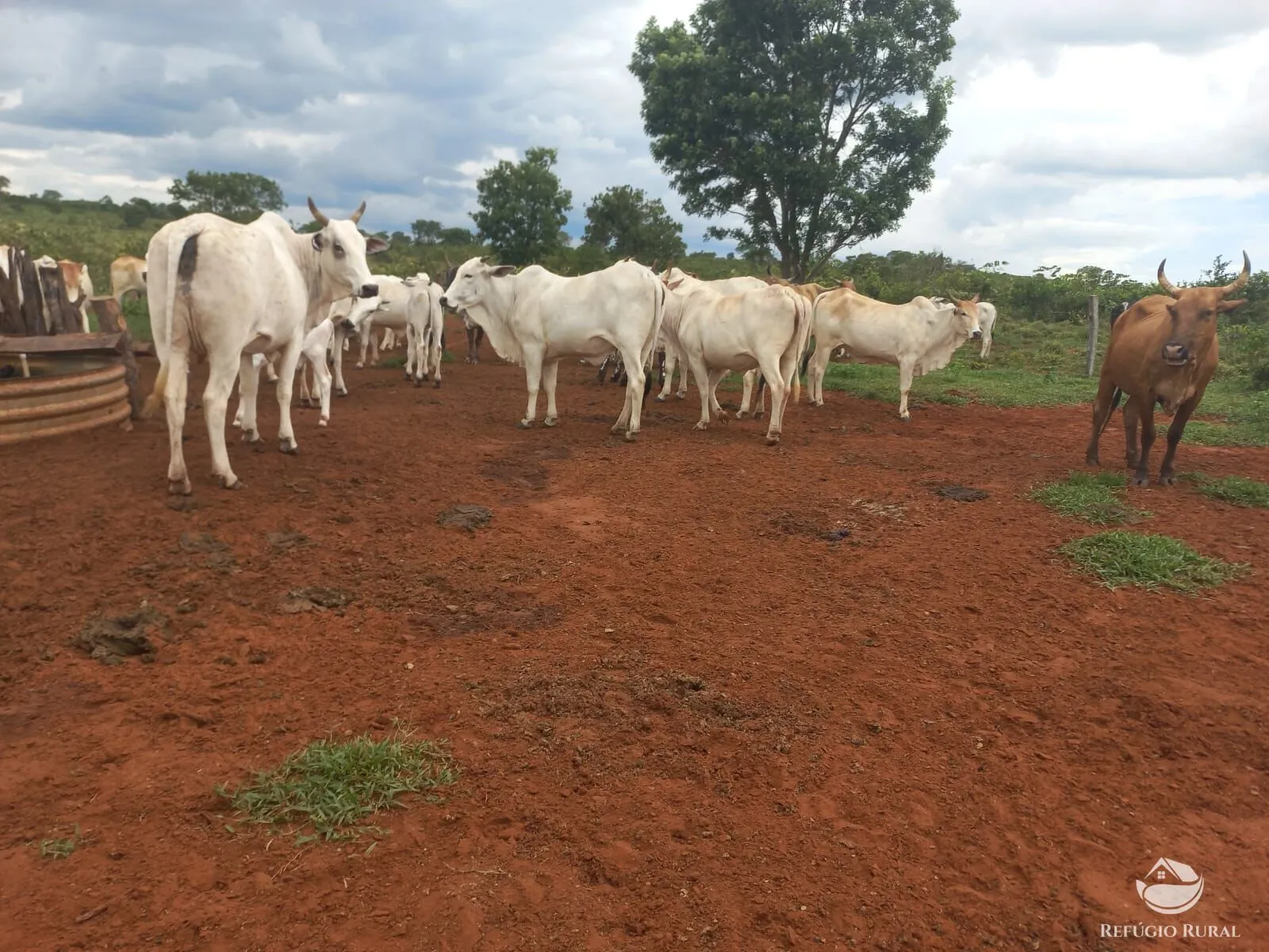 Fazenda à venda de 279 ha em Figueirão, MS, Brasil