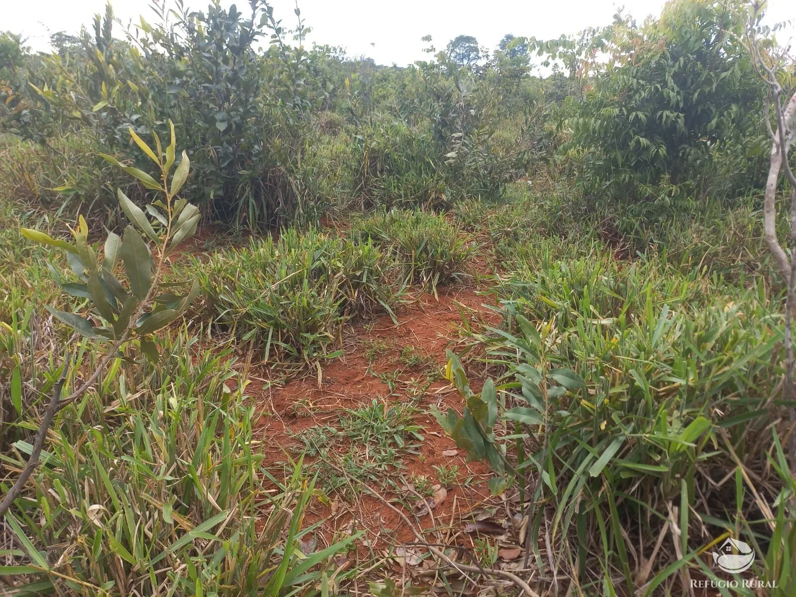 Fazenda à venda de 279 ha em Figueirão, MS, Brasil
