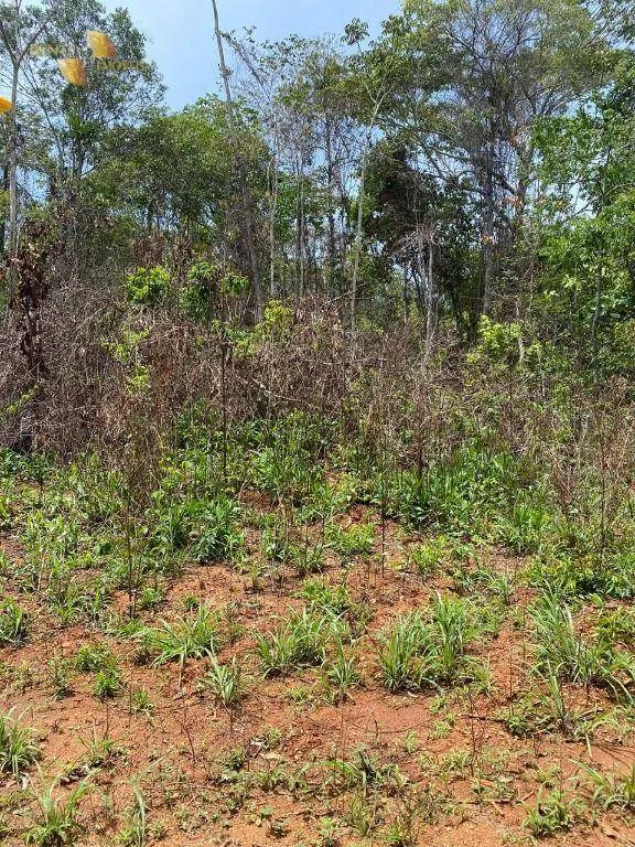 Fazenda à venda de 1.486 ha em Nova Mutum, MT, Brasil