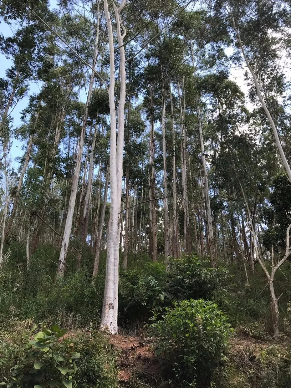 Small farm for sale of 84 acres in Redenção da Serra, SP, Brazil
