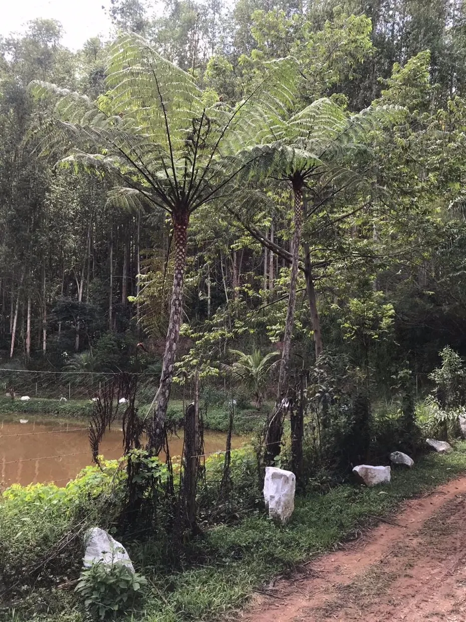 Small farm for sale of 84 acres in Redenção da Serra, SP, Brazil