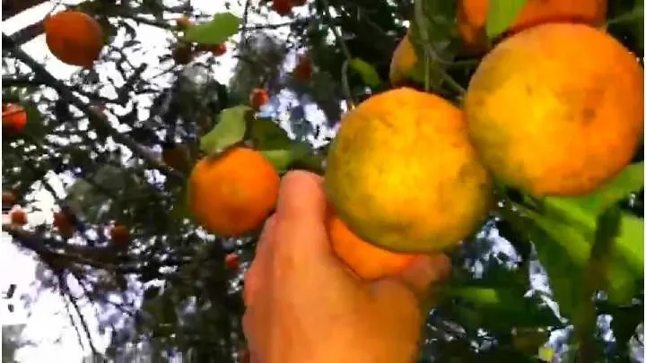 Sítio à venda de 4 ha em Santo Antônio da Patrulha, RS, Brasil