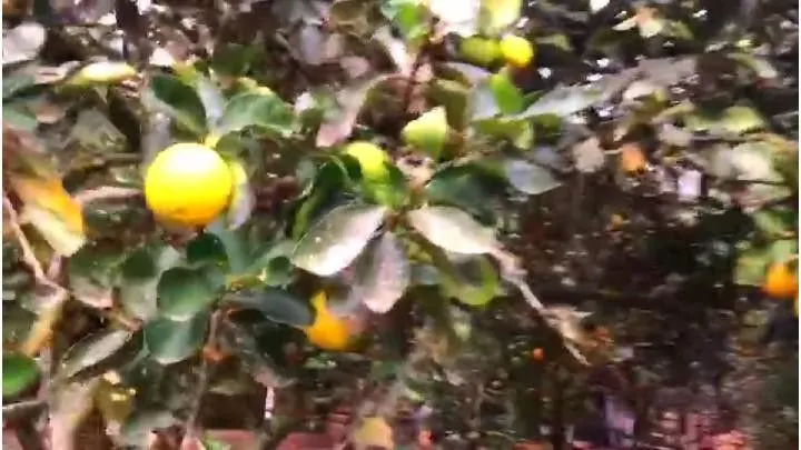 Sítio à venda de 4 ha em Santo Antônio da Patrulha, RS, Brasil