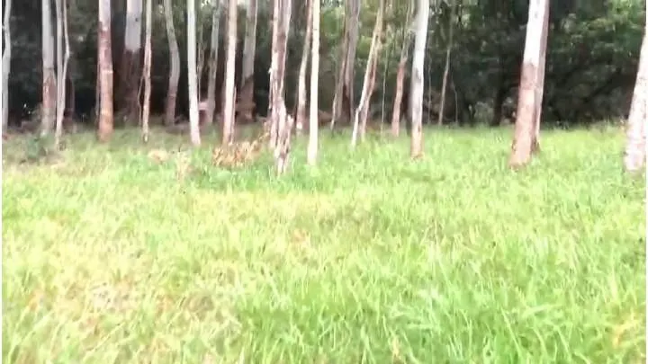 Sítio à venda de 4 ha em Santo Antônio da Patrulha, RS, Brasil