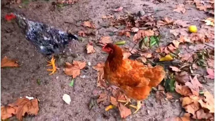 Sítio à venda de 4 ha em Santo Antônio da Patrulha, RS, Brasil