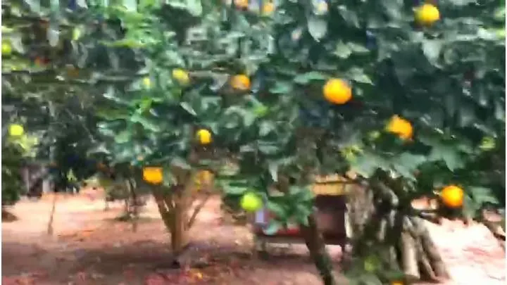 Sítio à venda de 4 ha em Santo Antônio da Patrulha, RS, Brasil
