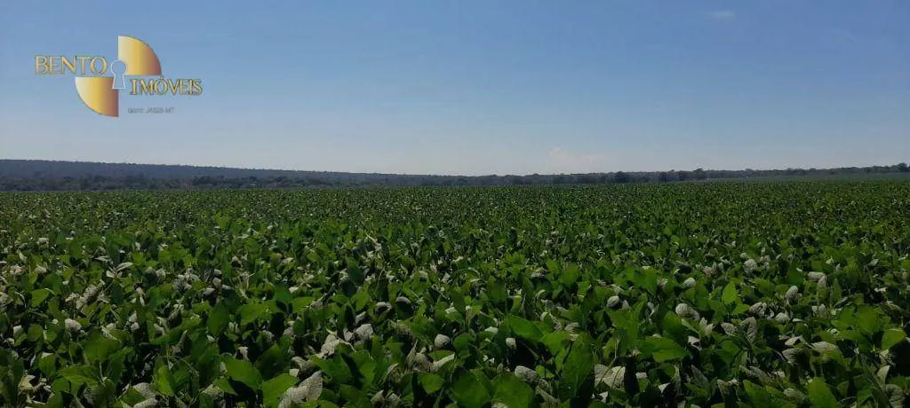 Fazenda à venda de 1.400 ha em Primavera do Leste, MT, Brasil