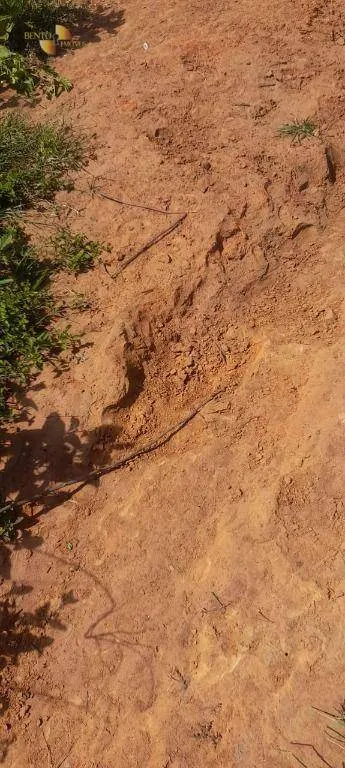 Fazenda à venda de 1.400 ha em Primavera do Leste, MT, Brasil