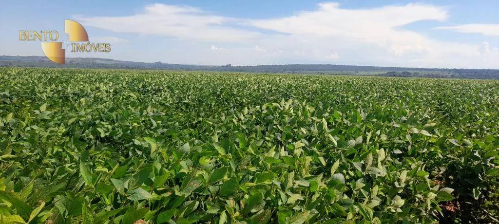 Fazenda à venda de 1.400 ha em Primavera do Leste, MT, Brasil