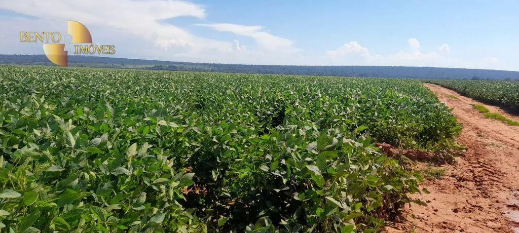 Fazenda à venda de 1.400 ha em Primavera do Leste, MT, Brasil