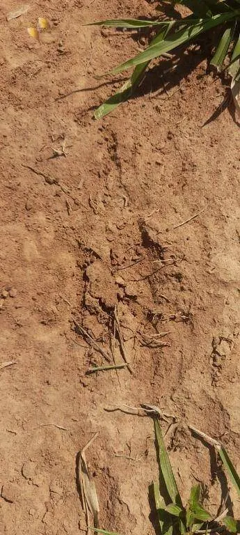 Fazenda à venda de 1.400 ha em Primavera do Leste, MT, Brasil