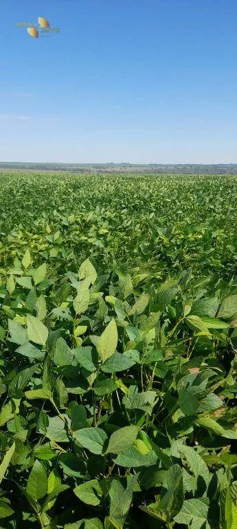 Fazenda à venda de 1.400 ha em Primavera do Leste, MT, Brasil