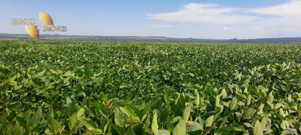 Fazenda à venda de 1.400 ha em Primavera do Leste, MT, Brasil