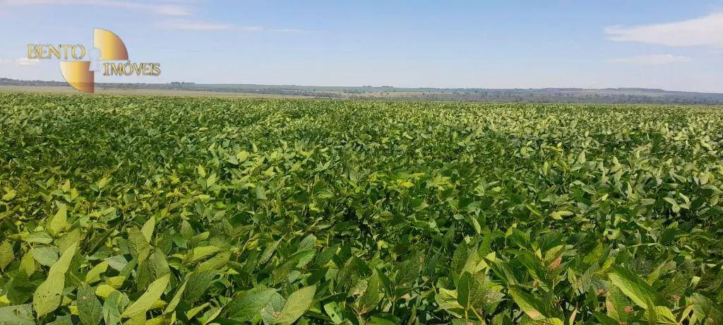 Fazenda à venda de 1.400 ha em Primavera do Leste, MT, Brasil