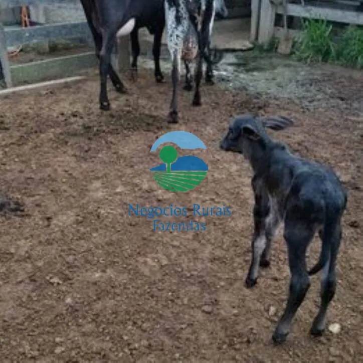 Sítio à venda de 58 ha em Porto Velho, RO, Brasil