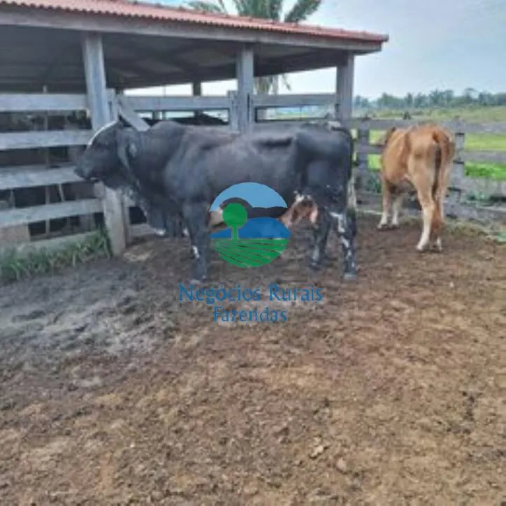 Sítio à venda de 58 ha em Porto Velho, RO, Brasil