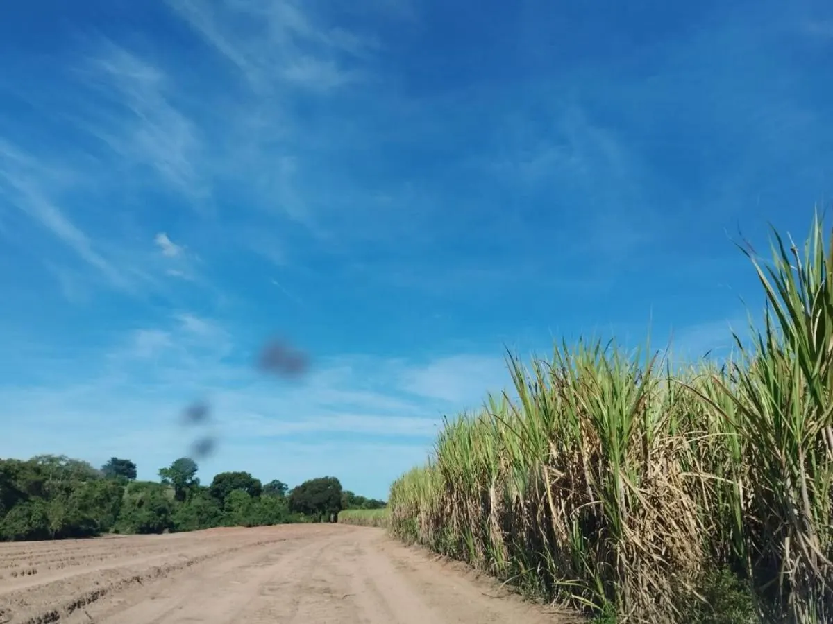 Sítio à venda de 23 ha em Cajuru, SP, Brasil