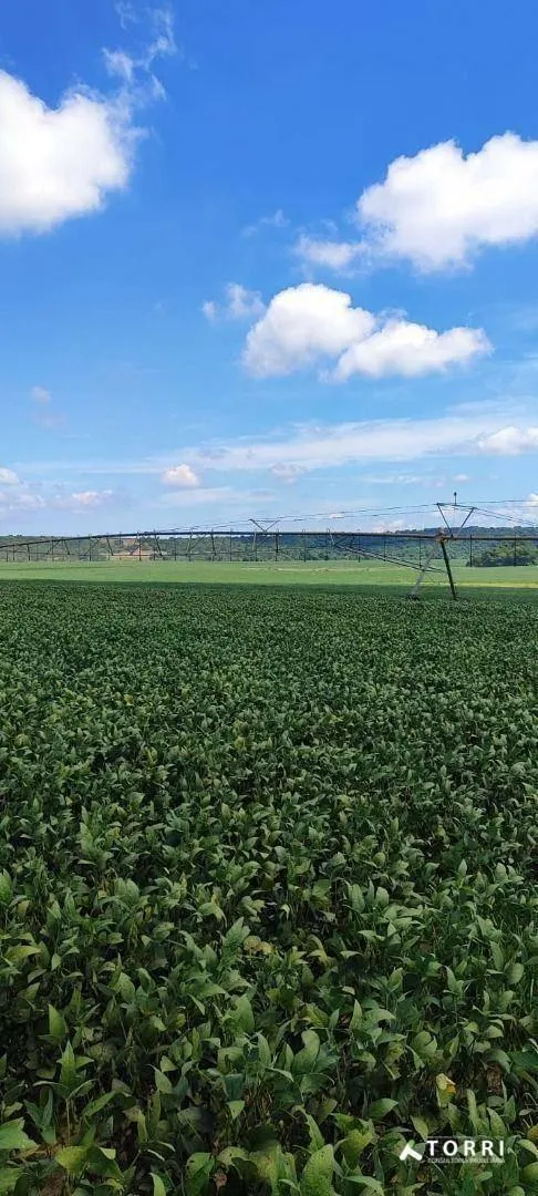 Fazenda à venda de 496 ha em Paranapanema, SP, Brasil