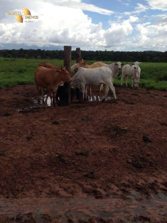 Farm for sale of 16,099 acres in Sinop, MT, Brazil