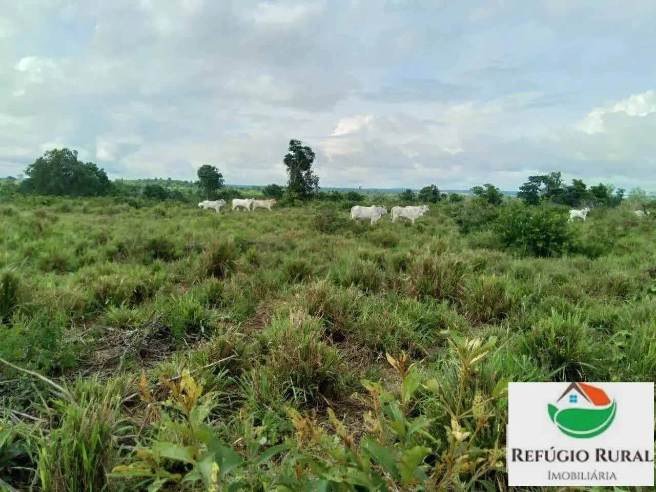 Fazenda à venda de 2.197 ha em Juarina, TO, Brasil