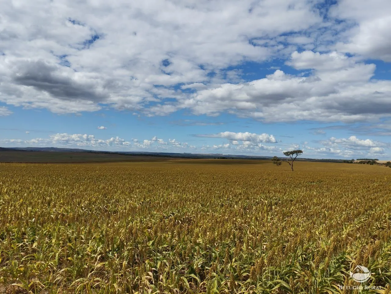 Farm for sale of 3,954 acres in Água Fria de Goiás, GO, Brazil
