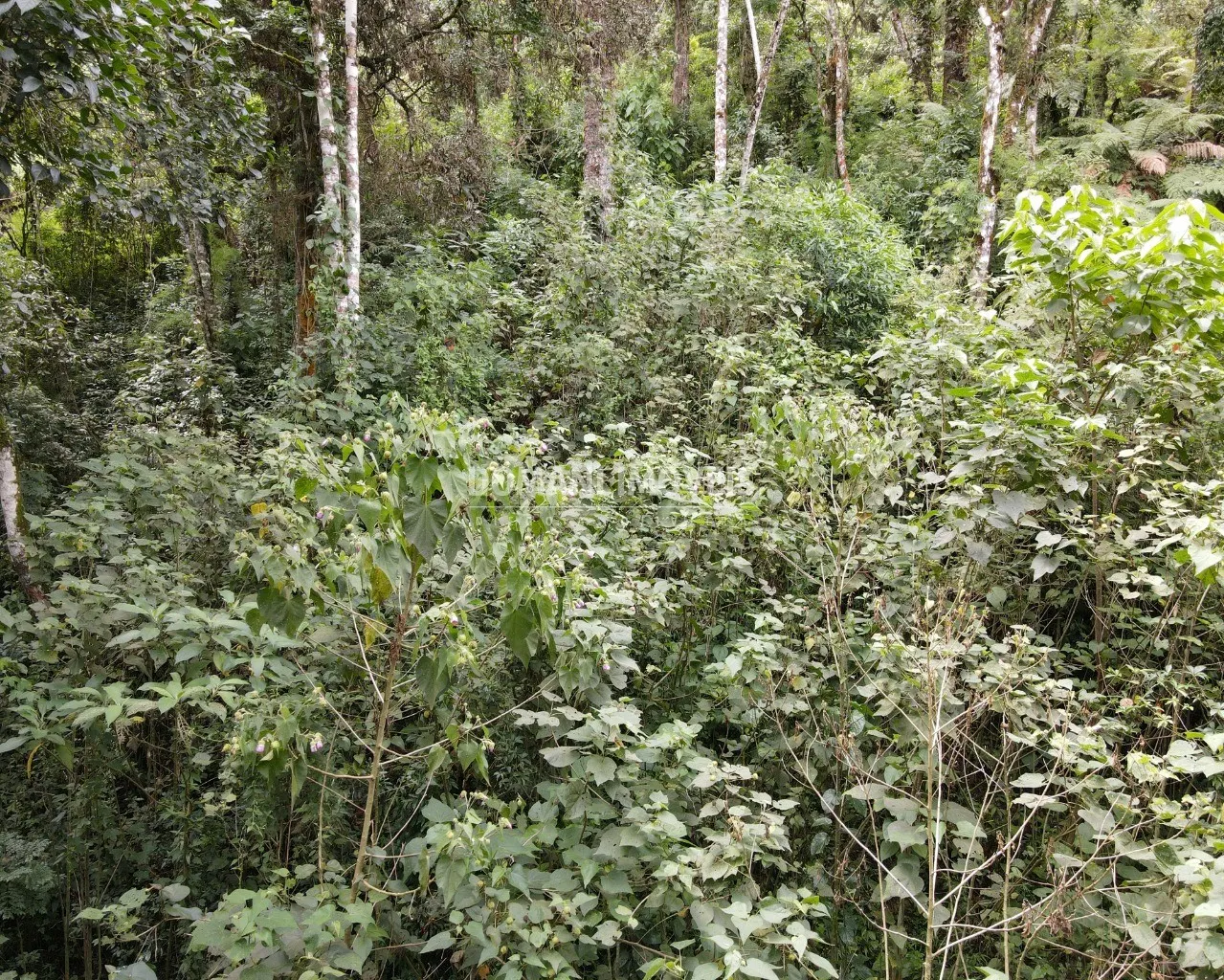 Terreno à venda de 1.010 m² em Campos do Jordão, SP, Brasil