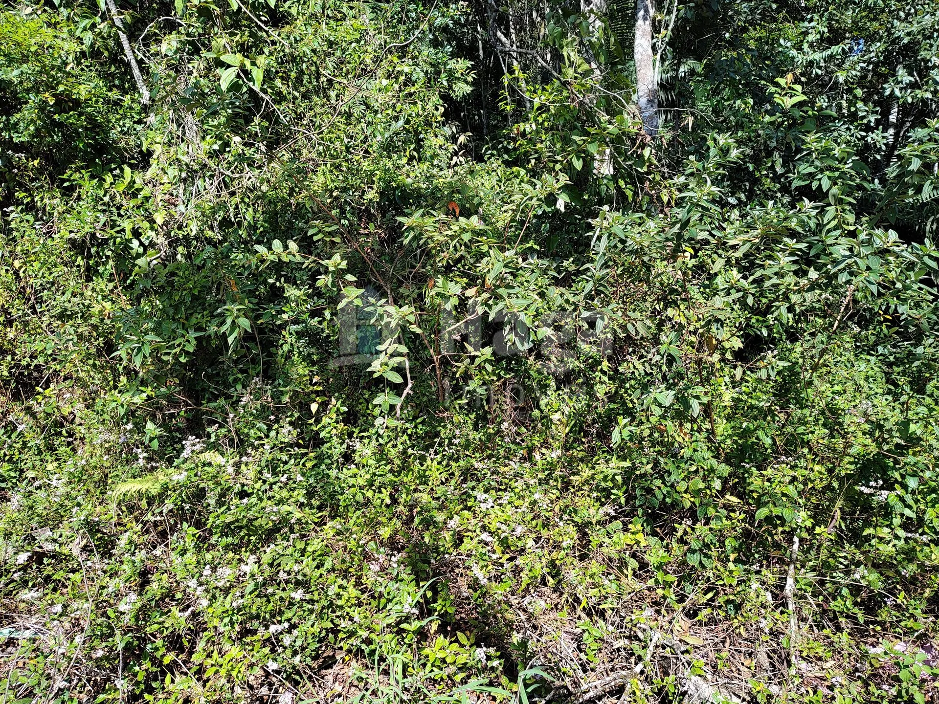 Terreno à venda de 1 ha em Brusque, SC, Brasil