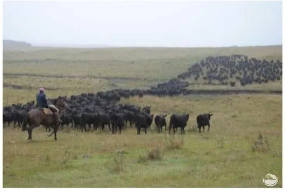 Fazenda à venda de 6.000 ha em Jaguarão, RS, Brasil