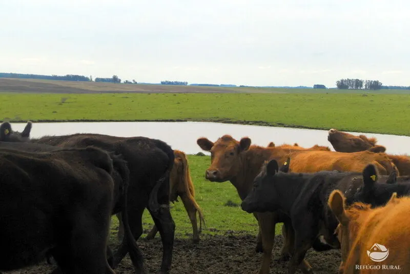 Fazenda à venda de 6.000 ha em Jaguarão, RS, Brasil