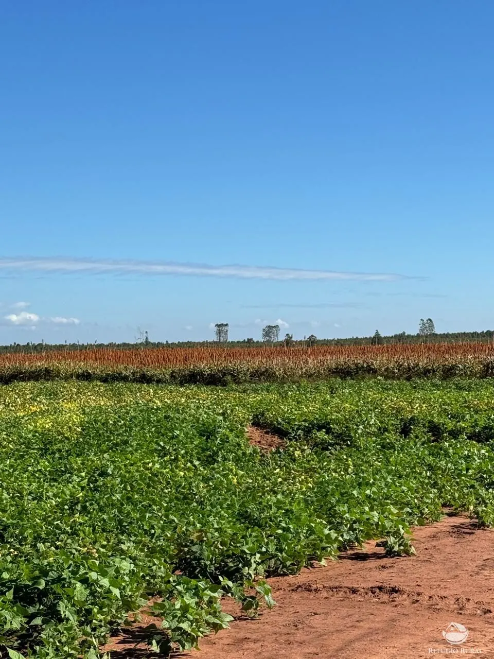 Fazenda à venda de 2.622 ha em João Pinheiro, MG, Brasil