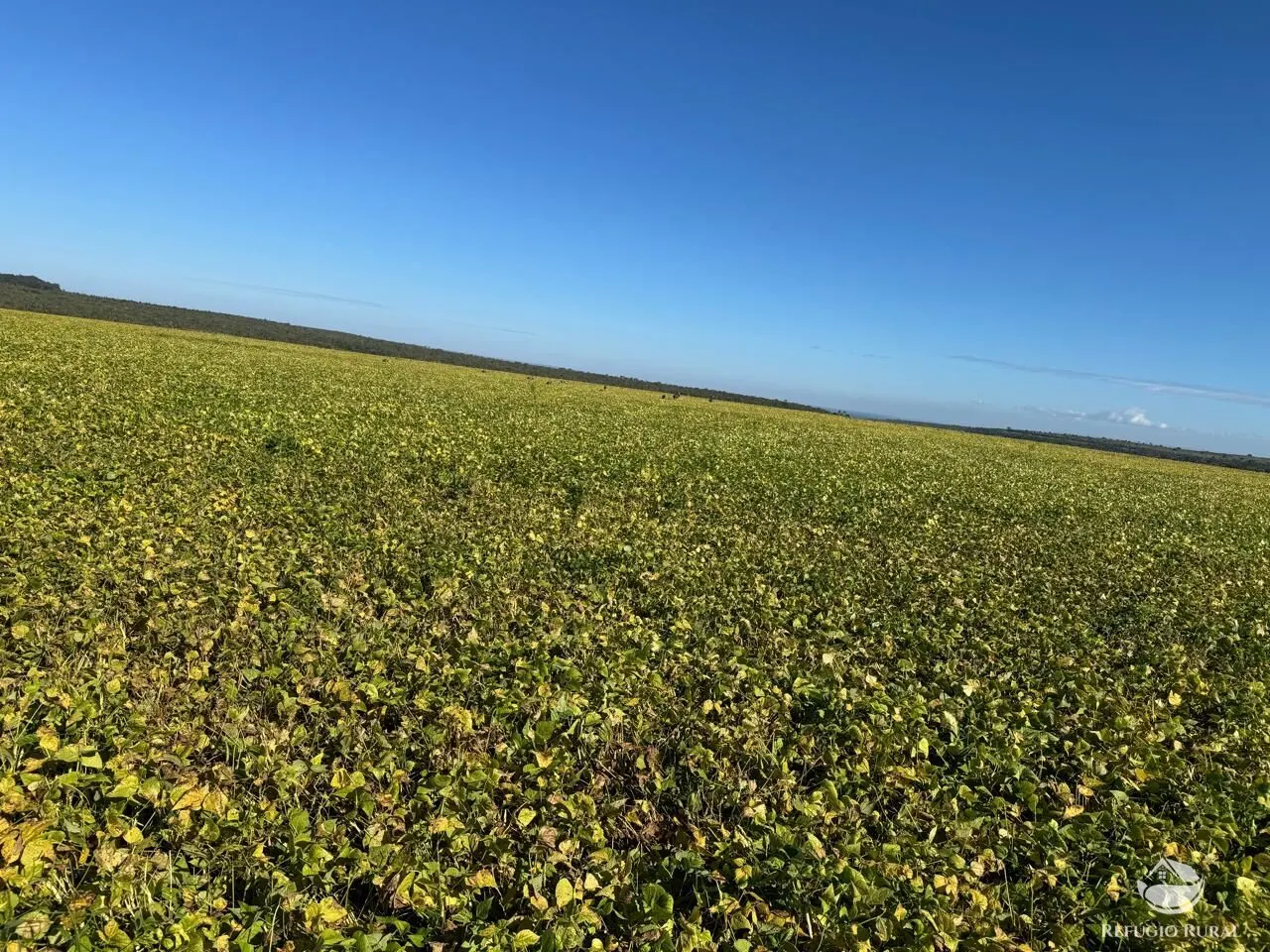 Farm for sale of 6,479 acres in João Pinheiro, MG, Brazil