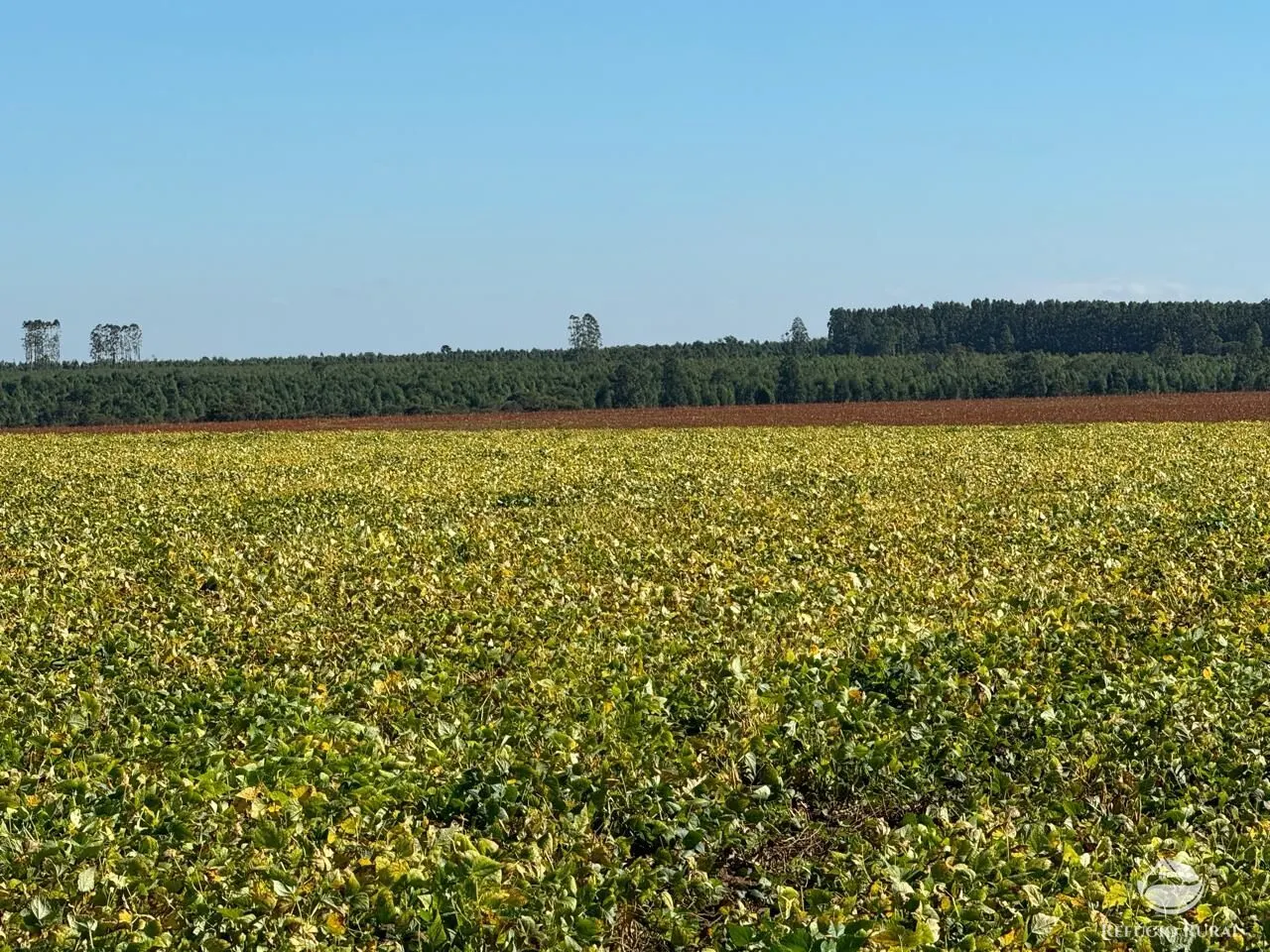 Fazenda à venda de 2.622 ha em João Pinheiro, MG, Brasil